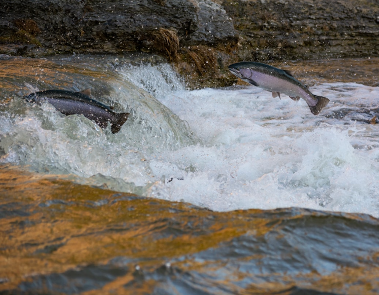 Salmon return to Klamath article